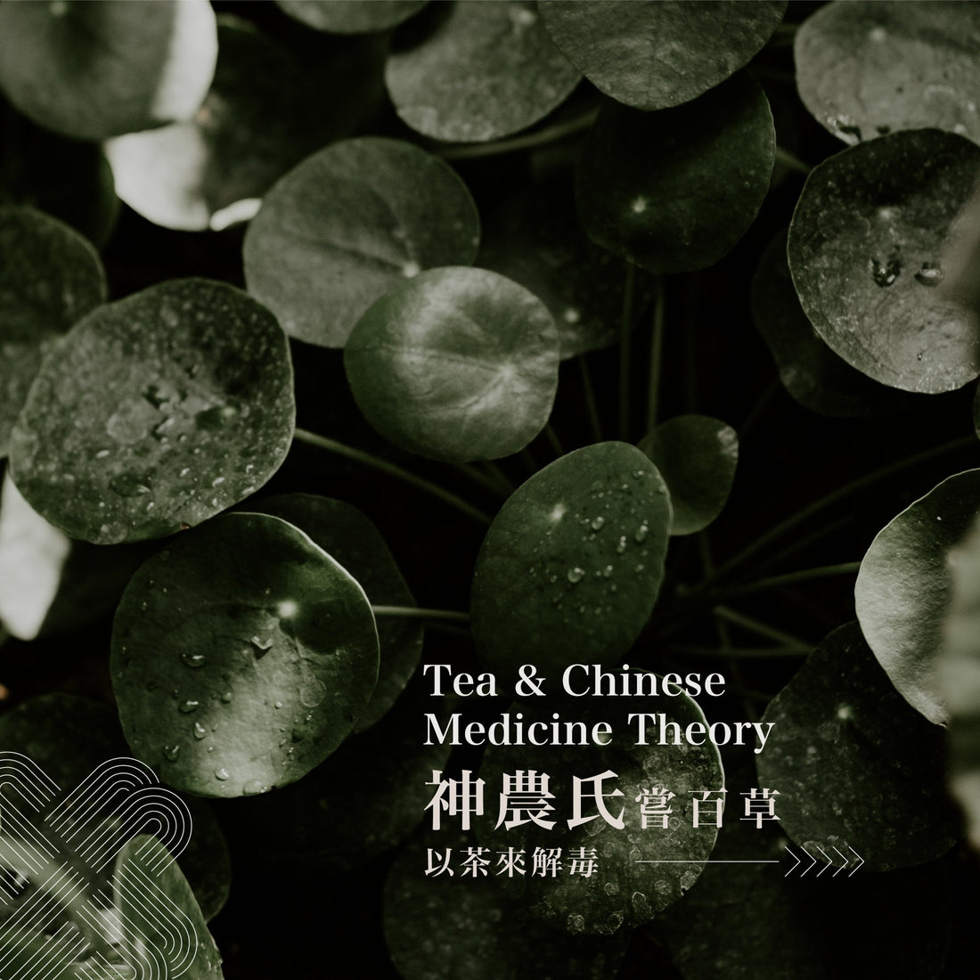 神農氏與李時珍曾用不同草藥製作成茶，達到防病治病效果 - Joy Lab Limited
